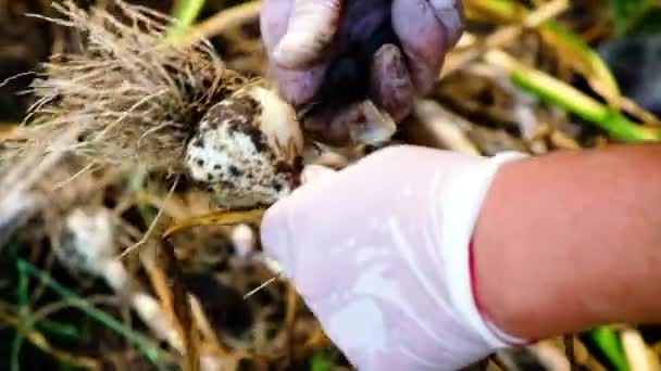 Récoltez l'ail dans le jardin. Concentration sélective. — Video