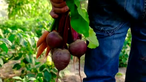 手の中の庭でニンジンやビートの収穫。選択的焦点. — ストック動画