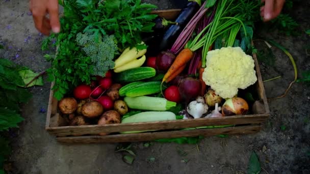 Colha legumes no jardim nas mãos de um agricultor masculino. Foco seletivo. — Vídeo de Stock