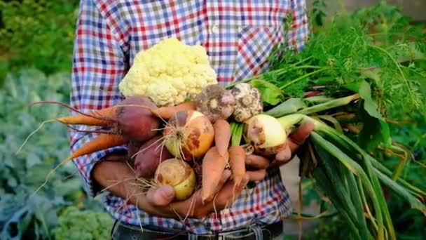 男性農家の手に庭で野菜を収穫します。選択的焦点. — ストック動画