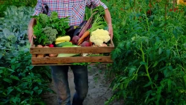 Bahçedeki sebzeleri erkek bir çiftçinin ellerinde hasat et. Seçici odak. — Stok video