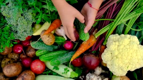 Cosechar verduras en las manos de un niño. Enfoque selectivo. — Vídeo de stock