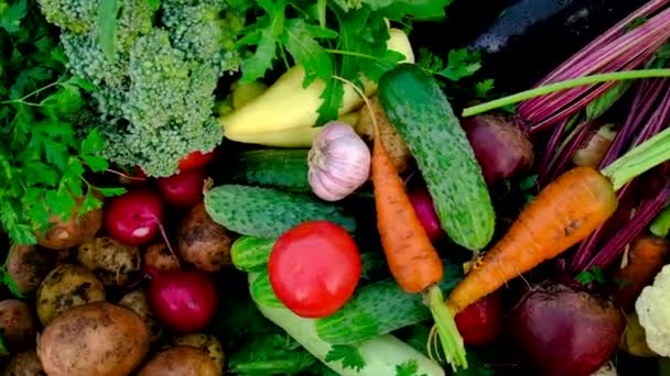Συγκομιδή λαχανικών στον κήπο. Επιλεκτική εστίαση. — Αρχείο Βίντεο