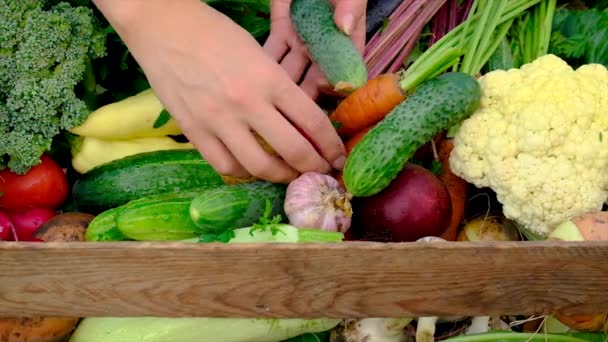 Sklizeň zeleniny v zahradě v rukou ženy. Selektivní zaměření. — Stock video