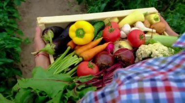 Bahçedeki sebzeleri erkek bir çiftçinin ellerinde hasat et. Seçici odak.