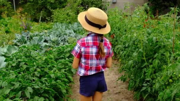 Bir çocuğun ellerinde pancar hasat etmek. Seçici odak. — Stok video