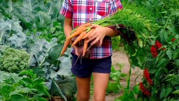 Cosecha de remolachas y zanahorias en manos de un niño. Enfoque selectivo. — Vídeos de Stock