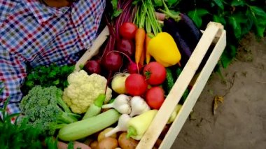 Bahçedeki sebzeleri erkek bir çiftçinin ellerinde hasat et. Seçici odak.