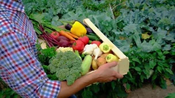 Cosechar verduras en el jardín en manos de un agricultor masculino. Enfoque selectivo. — Vídeos de Stock