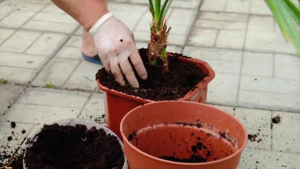 一个女人在花盆里种植一棵棕榈树.有选择的重点. — 图库视频影像
