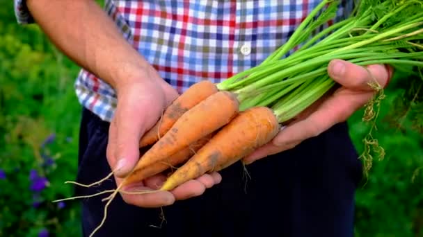 Wortelen oogsten in de tuin in de handen van een mannelijke boer. Selectieve focus. — Stockvideo