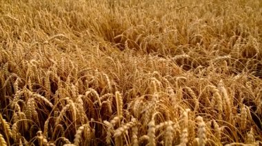 Buğday tarlası olgunlaşmış. Seçici odak.