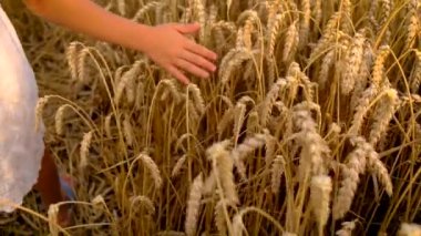 Buğday tarlasında bir çocuk. Seçici odak.