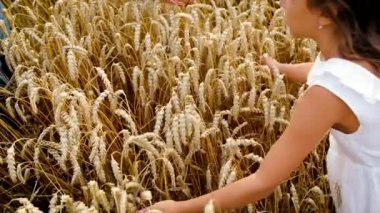 Buğday tarlasında bir çocuk. Seçici odak.