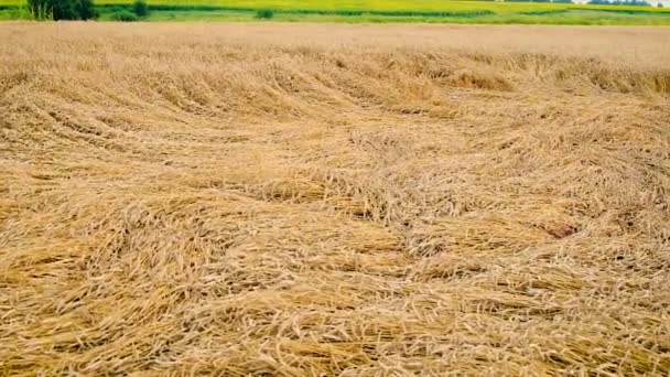 Wheat laid by the wind. Selective focus. — Wideo stockowe