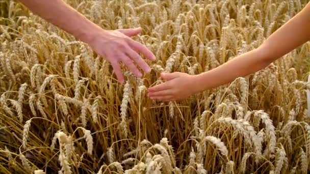 Dziecko i ojciec w polu pszenicy. Selektywna koncentracja. — Wideo stockowe