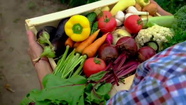 Verduras en manos de un hombre en el jardín. Enfoque selectivo. — Vídeos de Stock