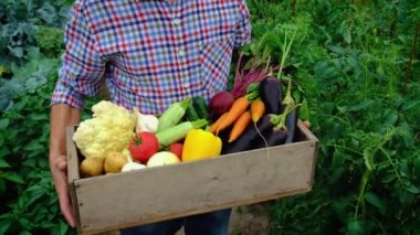 Bahçedeki bir adamın ellerinde sebzeler. Seçici odak.