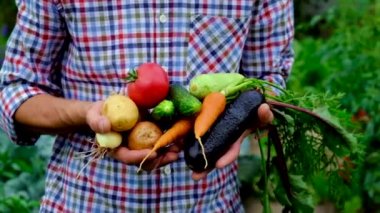 Bahçedeki bir adamın ellerinde sebzeler. Seçici odak.