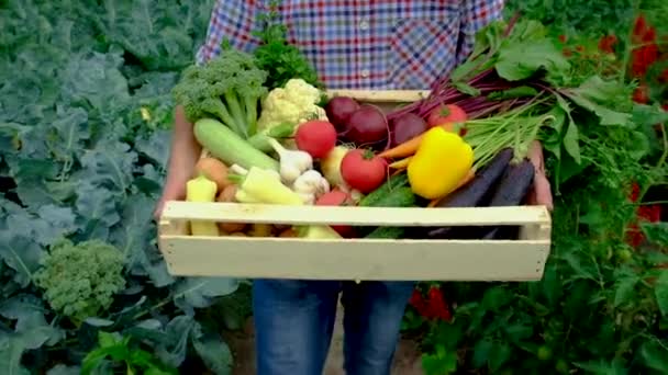 Gemüse in den Händen eines Mannes im Garten. Selektiver Fokus. — Stockvideo