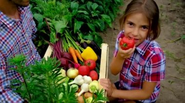 Sebzeler bir adam, bir baba ve bir kız bahçede. Seçici odak.