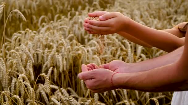 Bambino e padre in un campo di grano. Focus selettivo. — Video Stock