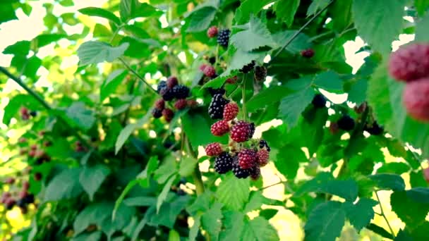 Brombeeren wachsen an reifen Sträuchern. Selektiver Fokus. — Stockvideo