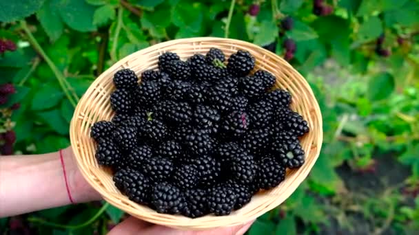 Anak memetik blackberry di kebun. Fokus selektif. — Stok Video