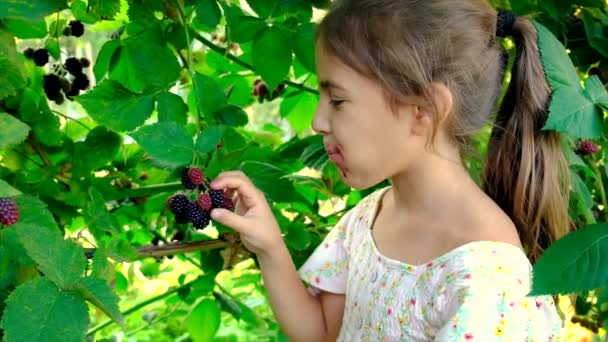 L'enfant cueille des mûres dans le jardin. Concentration sélective. — Video