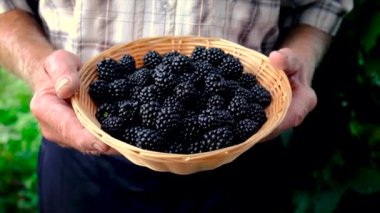 Büyükbaba elinde böğürtlen hasadıyla. Seçici odak.