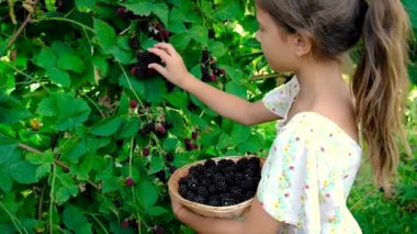 Çocuk bahçeden böğürtlen topluyor. Seçici odak.