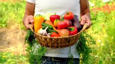 Bir adam sebzeleri hasatın elinde tutar. Seçici odak.