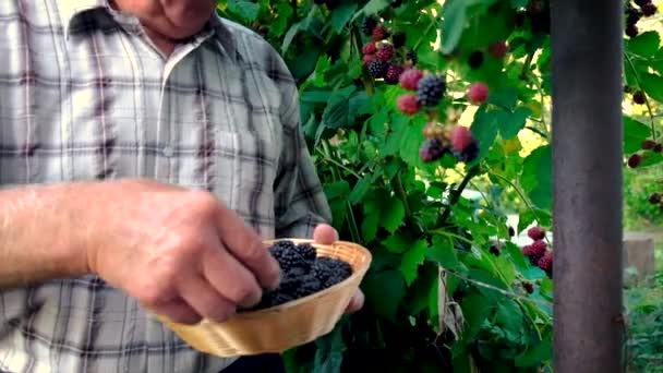 Grand-père avec une récolte de mûres dans ses mains. Concentration sélective. — Video