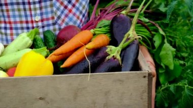 Bahçedeki bir adamın ellerinde sebzeler. Seçici odak.