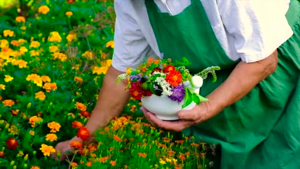 Femme Recueille Des Herbes Médicinales Des Fleurs Concentration Sélective Nature — Video