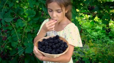 Çocuk bahçeden böğürtlen topluyor. Seçici odak.