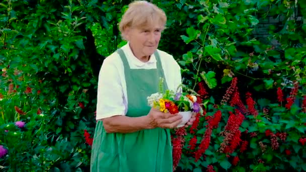 Femme recueille des herbes médicinales et des fleurs. Concentration sélective. — Video