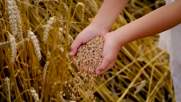 Il bambino tiene il grano tra le mani. Focus selettivo. — Video Stock