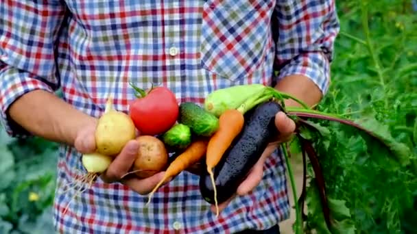 Verduras en manos de un hombre en el jardín. Enfoque selectivo. — Vídeos de Stock