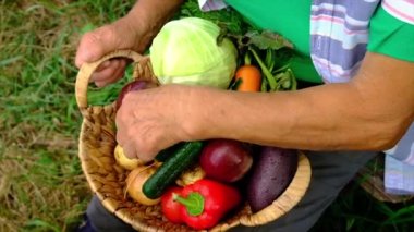 Sebze hasadı olan büyükanne ve çocuk. Seçici odak.