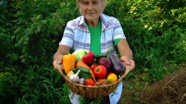 La abuela tiene verduras en sus manos con la cosecha. Enfoque selectivo. — Vídeos de Stock