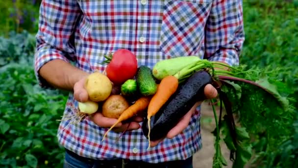 Verduras en manos de un hombre en el jardín. Enfoque selectivo. — Vídeos de Stock