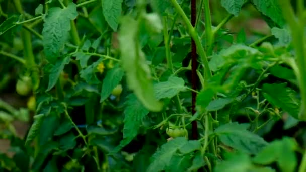 Gemüse in den Händen eines Mannes im Garten. Selektiver Fokus. — Stockvideo