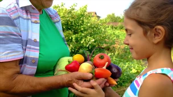 Grootmoeder en kind met een oogst van groenten. Selectieve focus. — Stockvideo