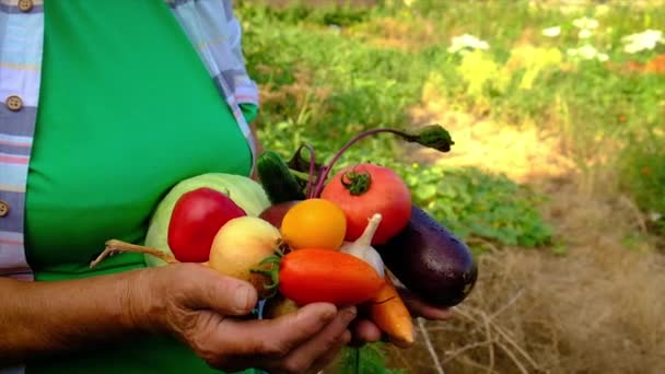 La abuela tiene verduras en sus manos con la cosecha. Enfoque selectivo. — Vídeos de Stock