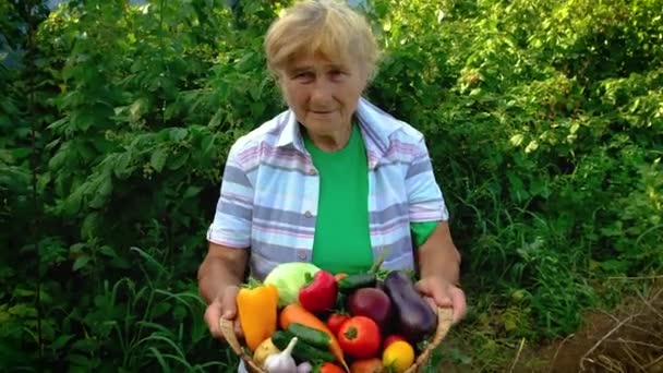 Babcia trzyma warzywa w rękach ze zbiorami. Skupienie selektywne. — Wideo stockowe