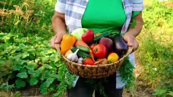 Grand-mère tient les légumes dans ses mains avec la récolte. Concentration sélective. — Video