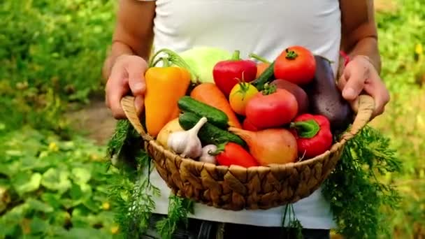 Bir adam sebzeleri hasatın elinde tutar. Seçici odak. — Stok video