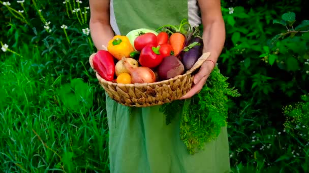 Женщина держит овощи в руках, собирает урожай. Селективный фокус. — стоковое видео