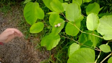 Çocuk bir büyüteçten salyangoza bakıyor. Seçici odak.